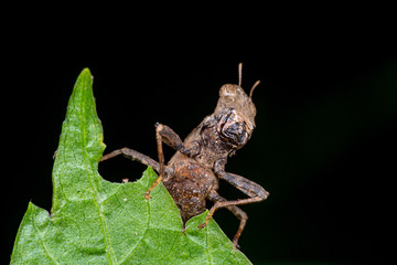 Brown monkey short horned grasshopper (Arthropoda: Insecta: Orthoptera: Chorotypidae: Erianthus...