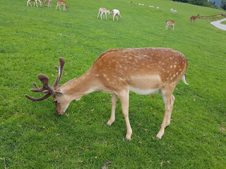 Sikahirsch, Sikawild, Cervus nippon