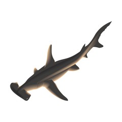 hammer-headed shark