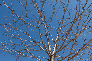 Obraz premium Leafless tree on a background of clear blue sky