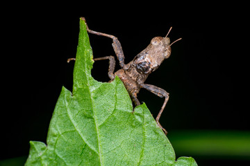 Brown monkey short horned grasshopper (Arthropoda: Insecta: Orthoptera: Chorotypidae: Erianthus versicolor) behind a green leaf playing hide and seek showing its head isolated with black background