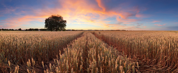 Panorama of a wheat field landscape with path © TTstudio