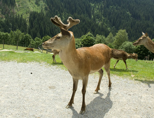 Rothirsch, Cervus elaphus, Rotwild, Hirsch