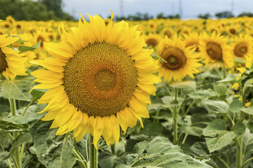 Obraz premium field of blooming sunflowers.Nature background 