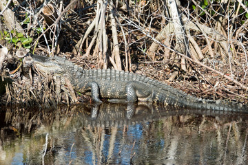 alligator in everglades at wonderful sunset scenery landscape florida national parc