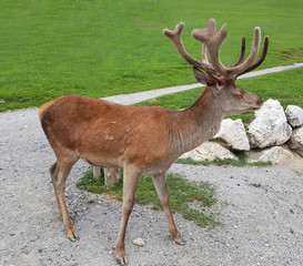 Rothirsch, Cervus elaphus, Rotwild, Hirsch