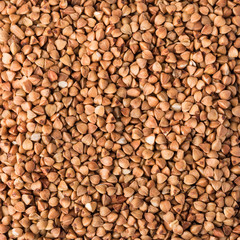 buckwheat