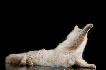 Playful Neva Masquerade Cat with Blue Eyes Lying and stretched paw on Isolated Black Background