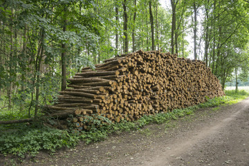 Gestapelte Baumstämme, Naturpark Hohe Mark, Münsterland, Nordrhein-Westfalen, Deutschland, Europe