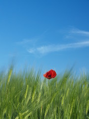 One poppy in the field of green wheat