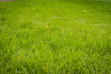 Green Grass Macro