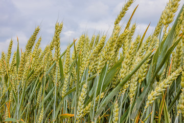 Obraz premium Grüne Ähren im Feld, Nahaufnahme