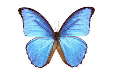 Fototapeta na wymiar beautiful butterfly isolated on white background