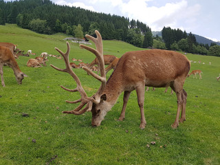 Rothirsch, Cervus elaphus, Rotwild, Hirsch