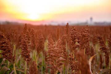 sorghum field sunset background sertaozinho