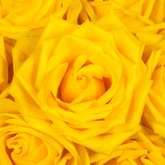 Beautiful yellow rose close-up. Macro photo, floral background.