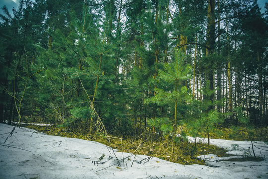 Fototapeta Little Spruce Trees Retro