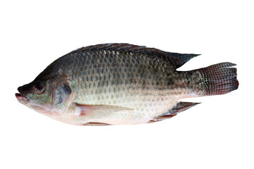 Tilapia isolated on white background