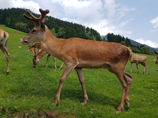 Rothirsch, Cervus elaphus, Rotwild, Hirsch