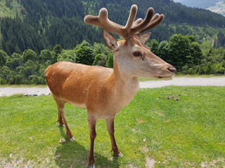 Rothirsch, Cervus elaphus, Rotwild, Hirsch