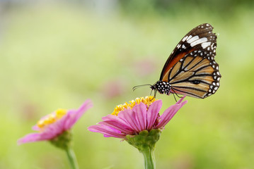Butterfly.