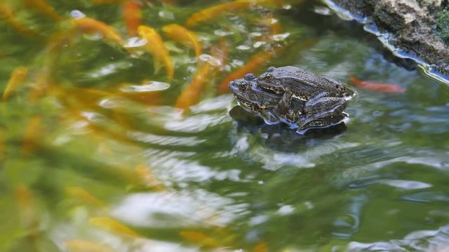 Two marsh frogs in a clean pond during the mating season red and orange fish floating under the water near 4k video
