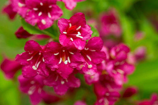 blooming weigela