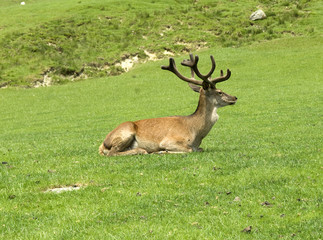 Rothirsch, Cervus elaphus, Rotwild, Hirsch