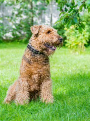 Airedale Terrier is a strong and muscular dog of medium size, with brown wool on the nature.