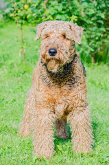 Airedale Terrier is a strong and muscular dog of medium size, with brown wool on the nature.