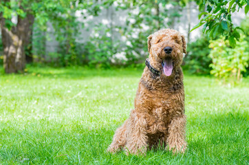 Airedale Terrier is a strong and muscular dog of medium size, with brown wool on the nature.