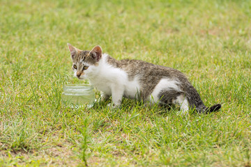 Little kitten drinking water from a glass jar