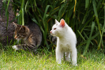 White kitten and grey kitten playing in the garden
