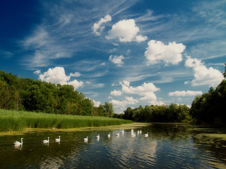 Swan on a river