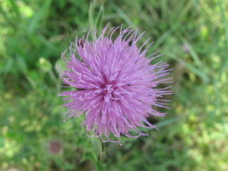 fiore