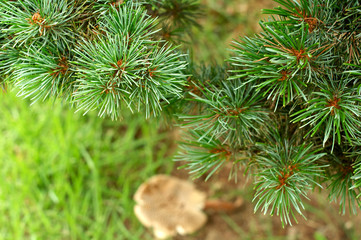 Fototapeta premium Christmas tree background close up horizontal