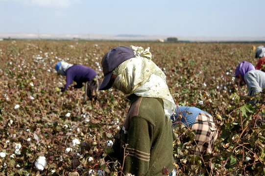 Pamuk Toplama cotton picking