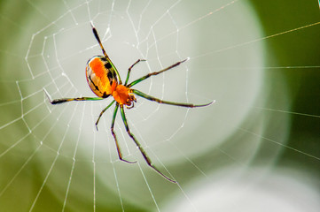 Orange Orb Spider
