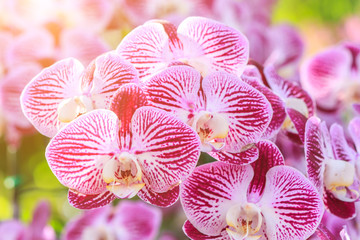 Beautiful orchid flower in the garden at winter or spring day for postcard, beauty and agriculture...