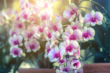 Beautiful orchid flower in the garden at winter or spring day for postcard, beauty and agriculture...