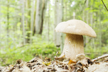 White mushroom growing in autumn forest.