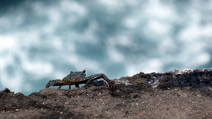 Crab in front of water