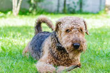 Airedale Terrier is a strong and muscular dog of medium size, with brown wool on the nature.