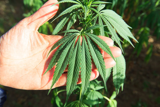 cannabis leaf in the hand, hashish, cannabis background, leaf of marijuana plant, taberrant morocco