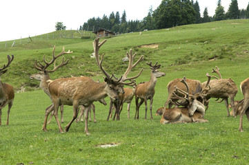 Naklejka premium Rothirsch, Cervus elaphus, Rotwild, Hirsch