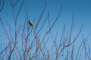 Sparrows on the Tree