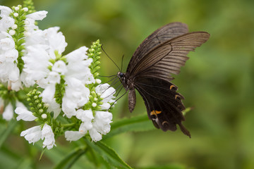 Fototapeta premium 아름다운 꽃과 나비