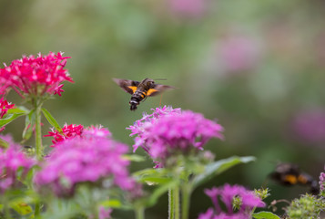 아름다운 꽃과 나비