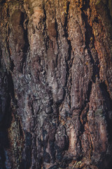 Tree Bark Macro Retro