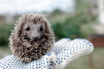 Little hedgehog in hands © Oleg Samoylov